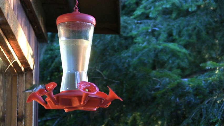 playful hummingbirds feeding 1920x1080