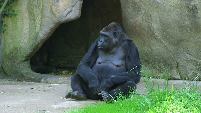 Embarrassed Gorilla 
