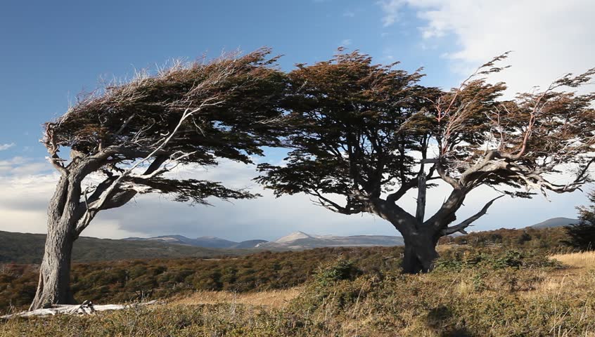 the wind shaped trees in Ushuaia in Tierra del Fuego