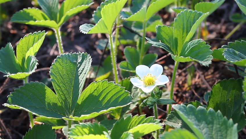 Strawberry blossoms