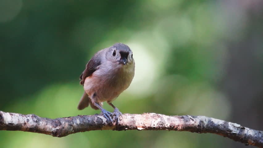 Tufted Titmouse (Baeolophus bicolor) eating seed. Slow-motion, 1/2 natural speed.