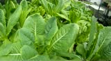 Romaine Lettuce Growing in a Hydroponic Greenhouse Garden.  Filmed in 1080p Full HD
