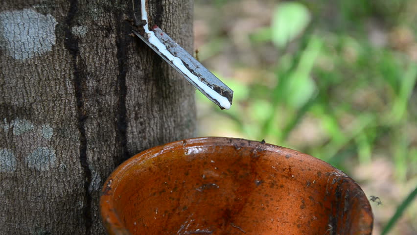 Close up of the rubber latex drop from tree