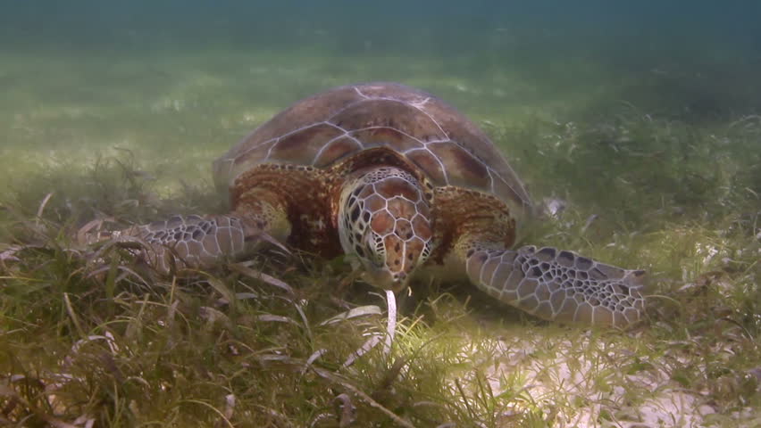 the loggerhead turtle filmed underwater in mexico