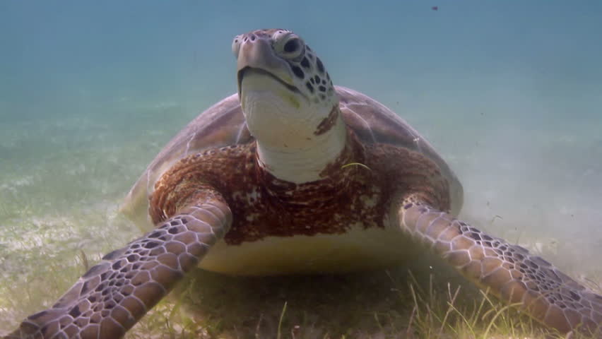 the loggerhead turtle filmed underwater in mexico