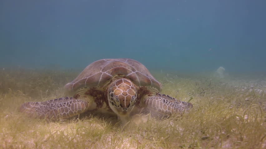 the loggerhead turtle filmed underwater in mexico
