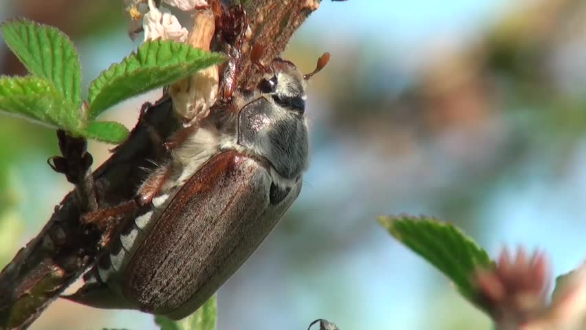 May beetle eats the leaves on the apple
