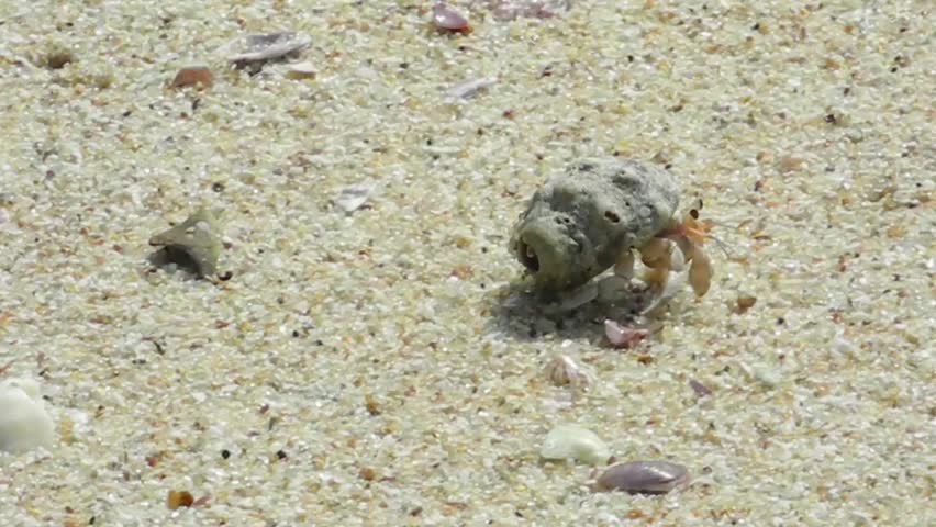 Hermit crab on a beach in Sri-Lanka