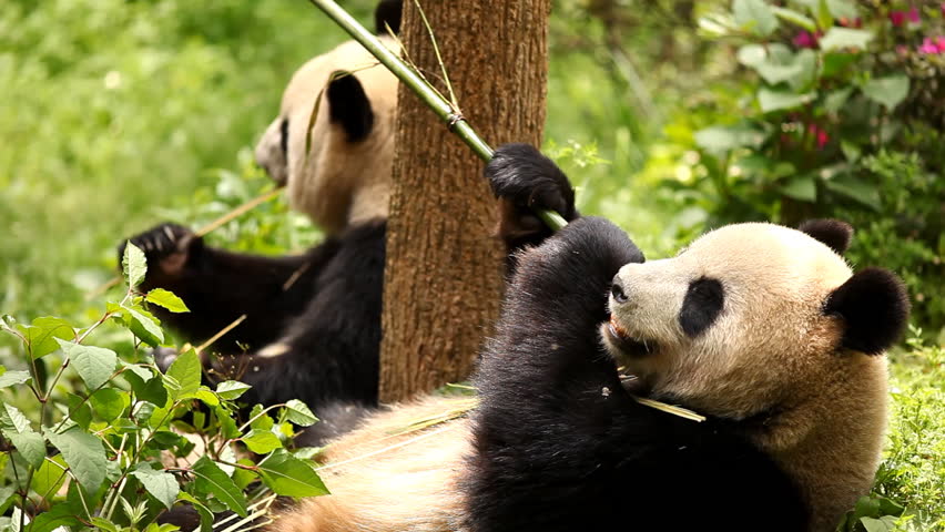 Giant panda bear eating bamboo