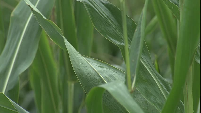 cornfield in rain