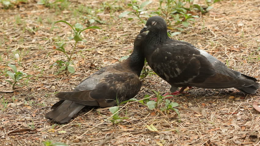 Pigeons in park 