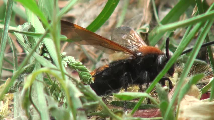 Hornet creeps in green grass