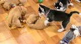 Puppy dog playing