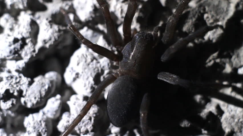 Spider