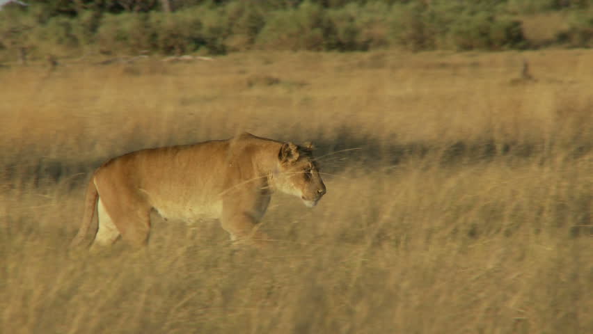 A lioness walks in the early morning light to joining up with her pride mates resting on a termite mound