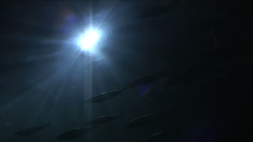 Underwater aquarium. 