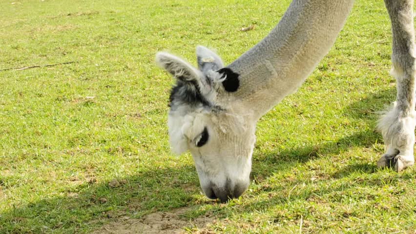 alpaca on a meadow