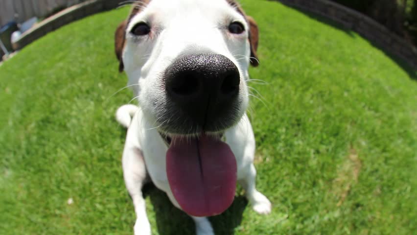 Adorable puppy dog soaking in the sun in the backyard on the grass, doing tricks and being playful.