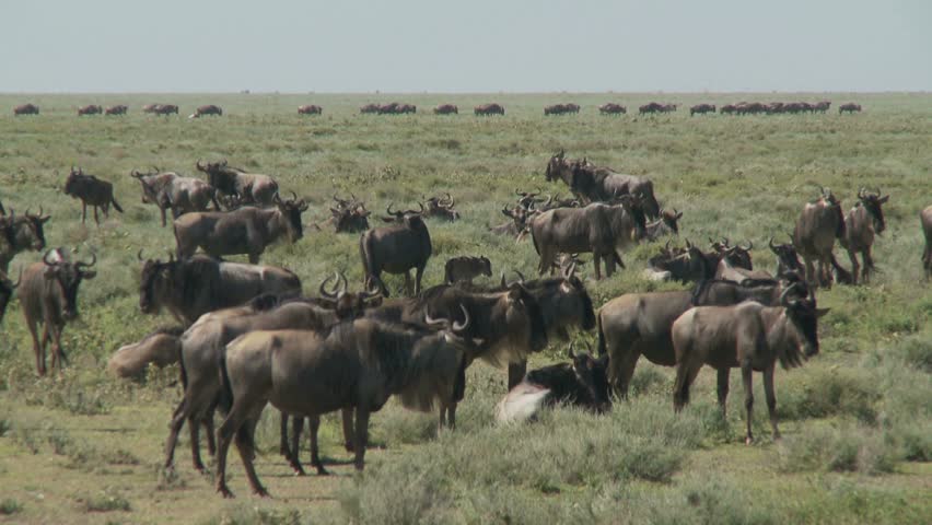 Tight group of wildebeest as migration passes in foreground and back ground in spectacle of Great Wildebeest Migration