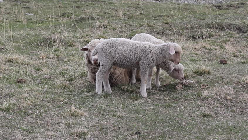 Ewe with her two lambs to pasture