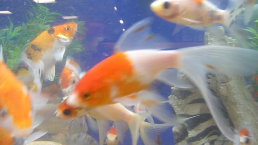 A group of various gold fish at pet store swimming and interested in camera underwater.