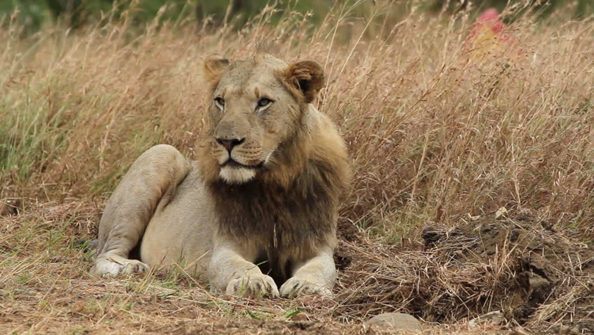Male lion sitting in the long grass