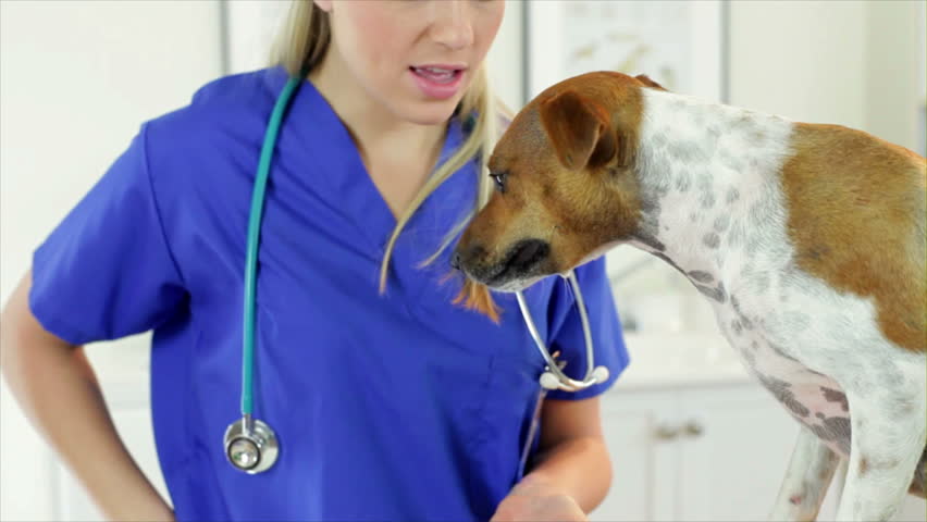 A pretty veterinarian rewards her terrier dog patient with yummy treats.