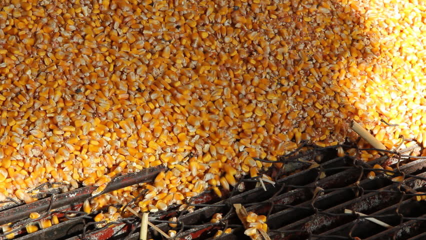 Loading Corn into the Silo