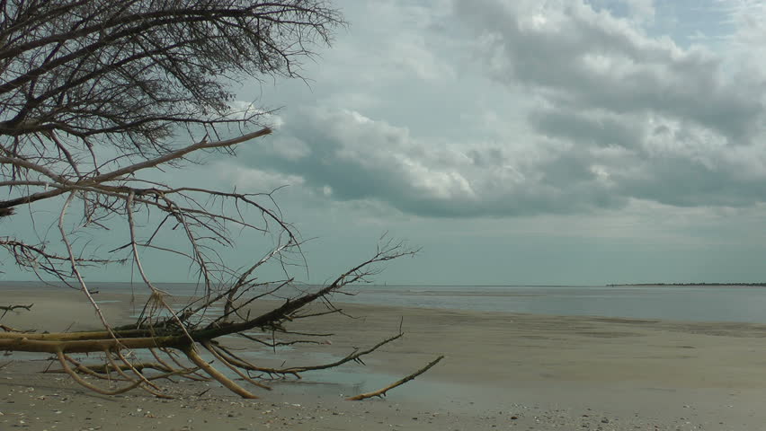 deserted carolina barrier island beach with driftwood at low tide