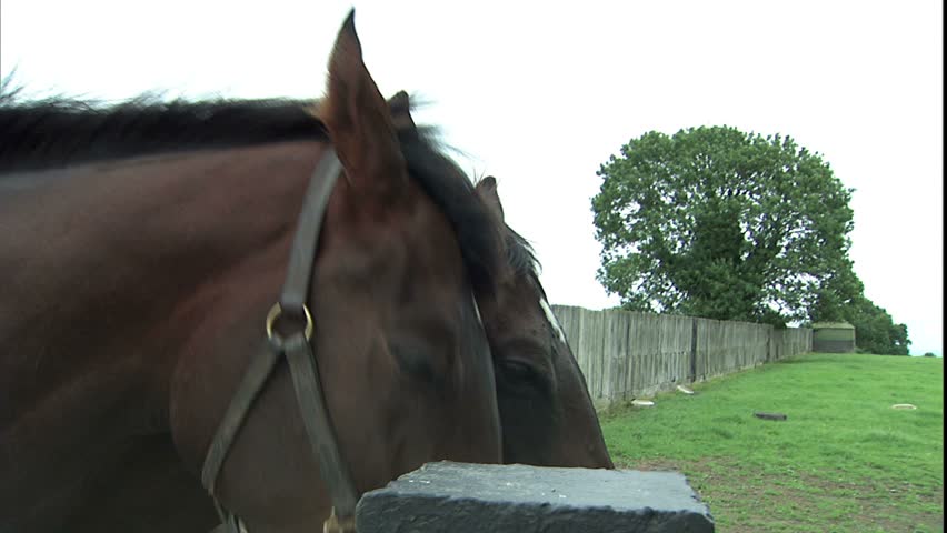 mare's face in paddock sniffing camera, Kildare, Ireland