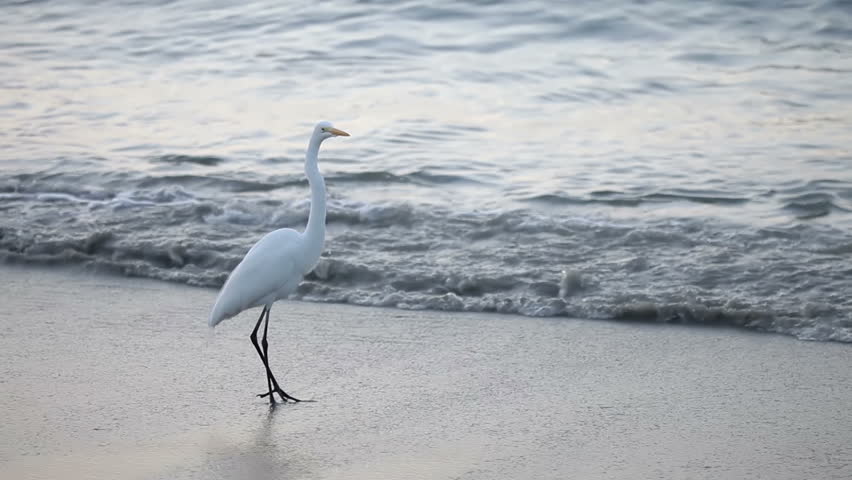 Great White Egret by the water's edge at sunrise, zihuatanejo, mexico