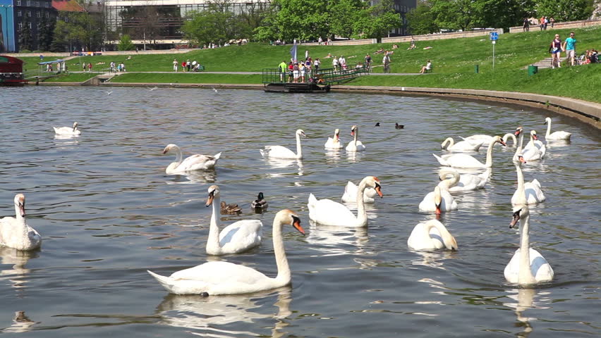 Beautiful swans