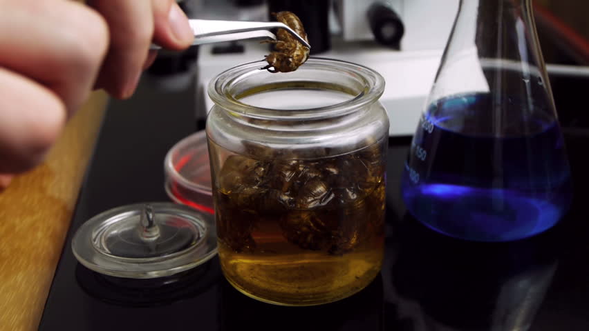 Cicada Specimen Jar at Lab (HD) Grabbing a sample of a cicada shell to look for parasites at a lab with long tweezers.