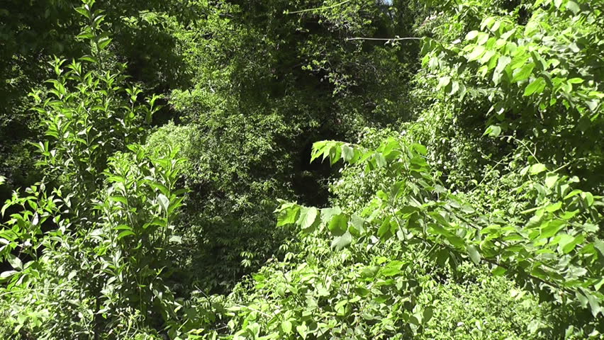 Natural Scenic
