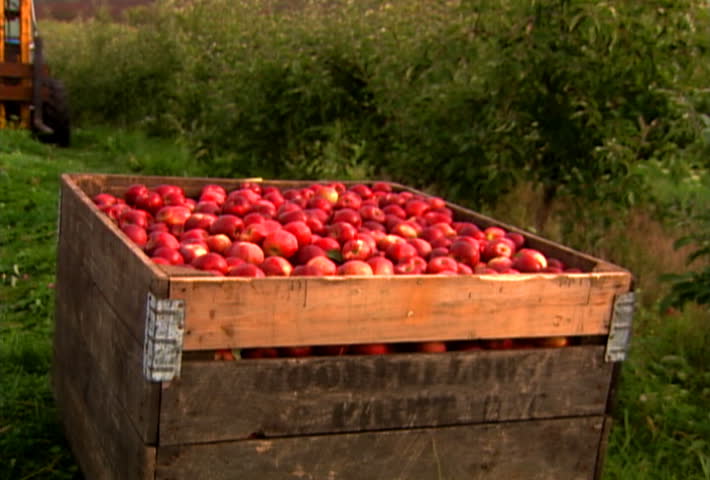 Tractor moves apple crate in orchard