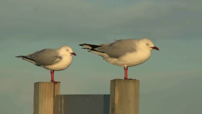 close up of pair of Red billed gulls standing on posts at St Clairs beach, Dunedin