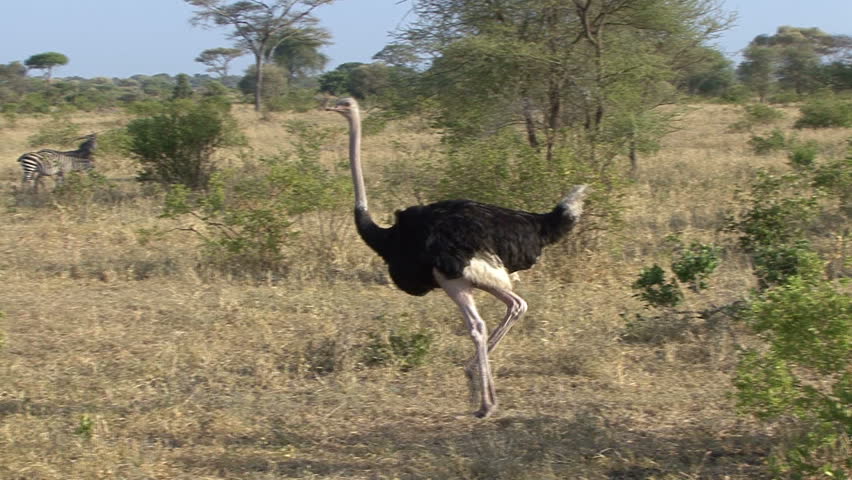 A pair of ostrich walk by Zebra in Tanzania, Africa.