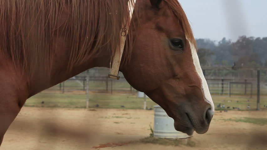 thoroughbred racing horse outside