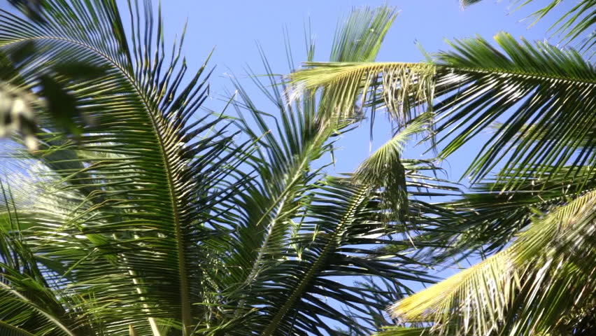 Palm tree gently sways in the breeze amidst a blue sky. (High Definition)