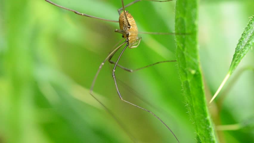 Daddy long legs spider eating prey on a plant leaf.