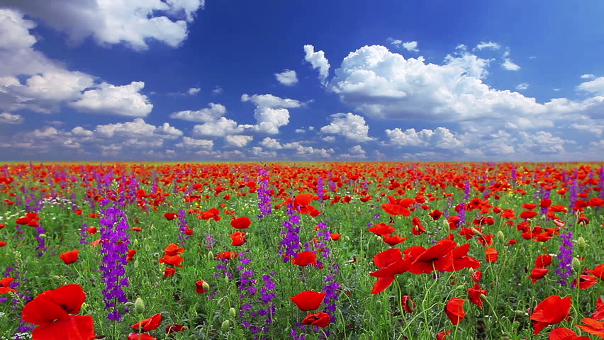 field of poppies and the cloudy sky
