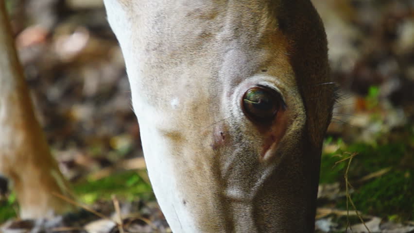 Whitetail Deer (Odocoileus virginianus) in Georgia, Slow-motion, 1/2 natural speed