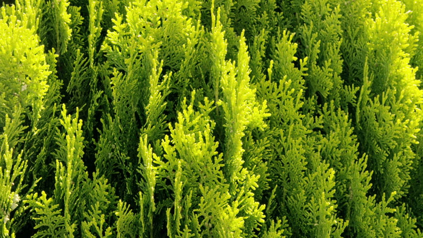 Thuja - ornamental tree