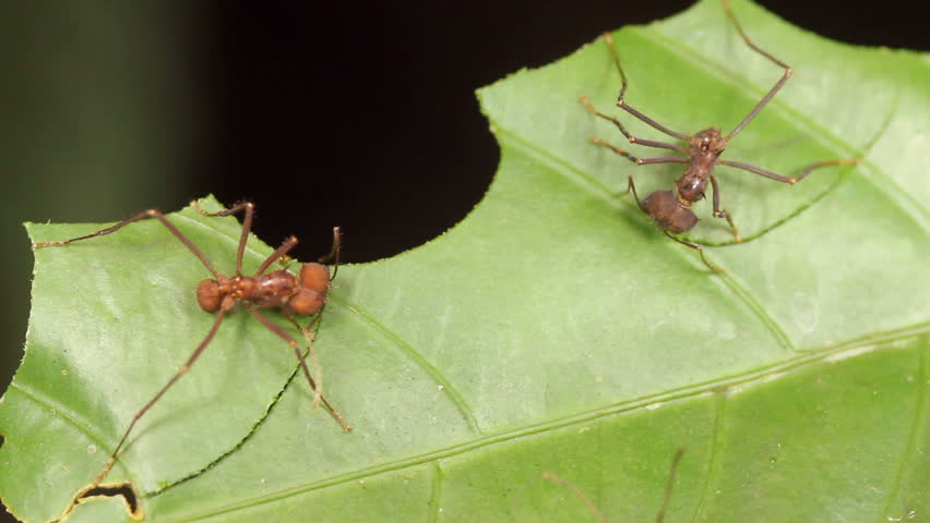 Leaf cutter ants (Atta sp.). Cutting leaves in the rainforest understory, Ecuador.