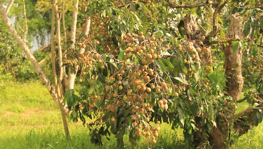 The longan garden.