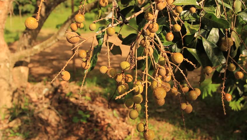 Longan in nature.