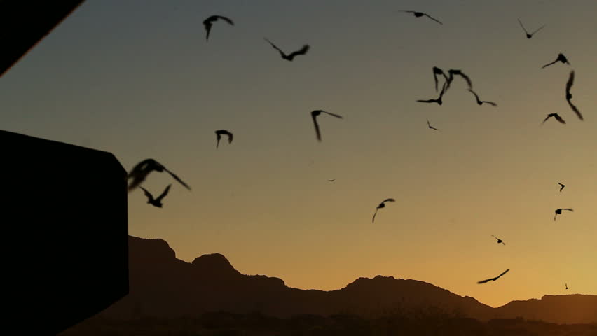 Bats stream from silhouetted bridge into sky, create spooky night, mountain scenic. 1080p.