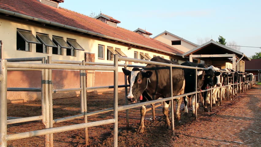 Milking cows walking in a row. HD1080p.