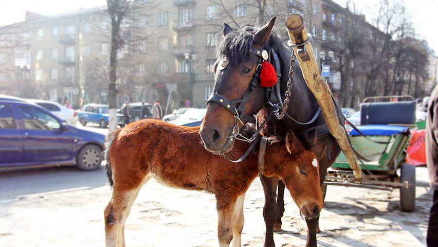 small foal nuzzle to his mother harnessed in chariot, close-up