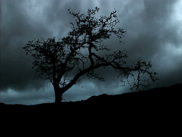 Silhouette of one tree on time lapsed sky as background, variation #4